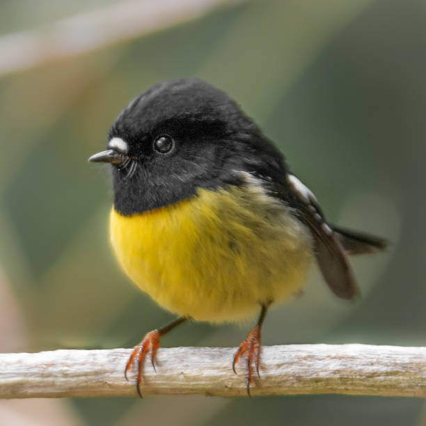 The South Island Tomtit (ngirungiru/miromiro) perching
