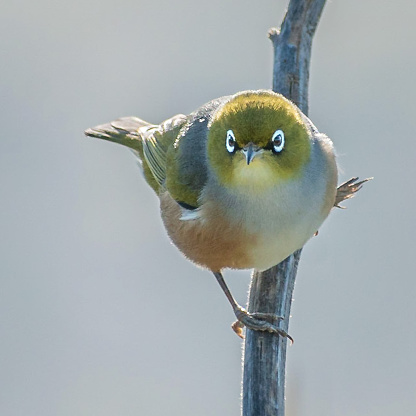 Silvereye/waxeye (tauhou) New Zealand bird