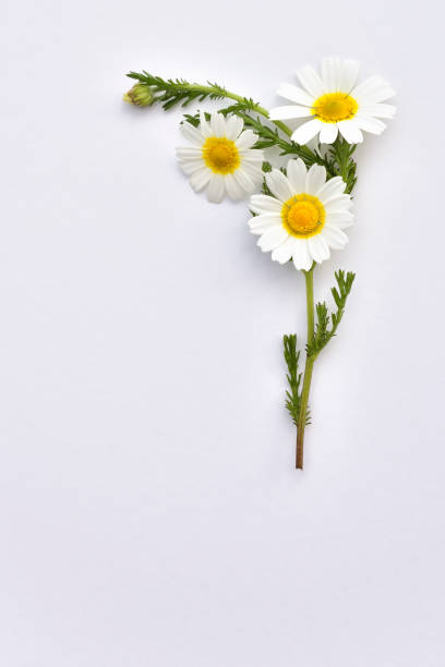 kamillenwildblumen auf weißem hintergrund angeordnet - herb chamomile flower arrangement flower stock-fotos und bilder