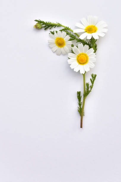 flores silvestres de camomila dispostas em um fundo branco - chamomile plant - fotografias e filmes do acervo