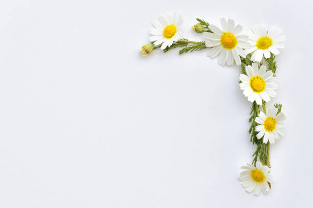 fleurs sauvages de camomille disposées sur un fond blanc - flower head bouquet daisy petal photos et images de collection