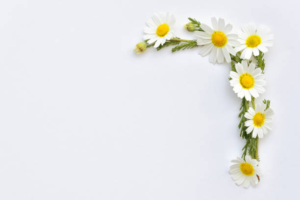 白い背景に配置カモミール野生の花 - flower head bouquet daisy petal ストックフォトと画像