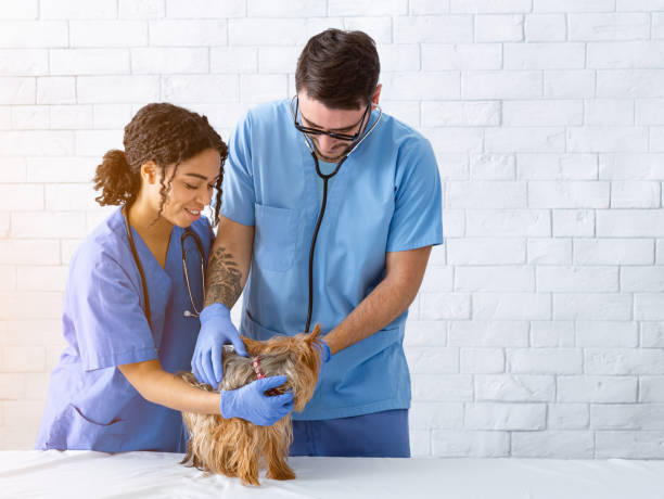 istock Animal doc with young assistant examining Yorkshire terrier at clinic, copy space 1227309061
