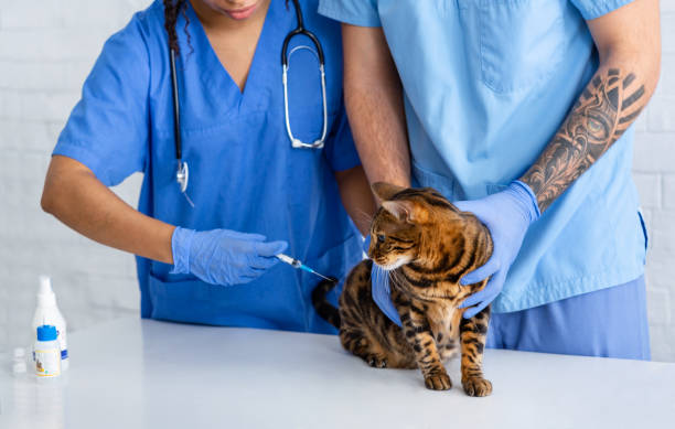 istock Vaccination for animal health. Veterinary practitioner with assistant making injection to cat in hospital, closeup 1227309672