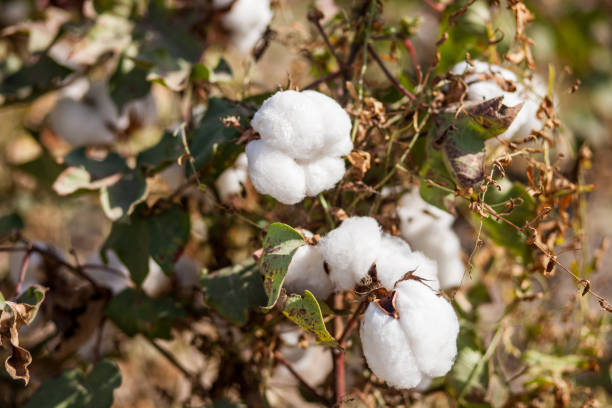istock agriculture. Cotton on the plantation 1227310838