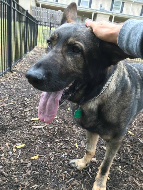 istock Happy German Shepherd getting pet on the head 1227310866
