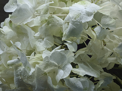 White hydrangea flowers blossom texture close-up
