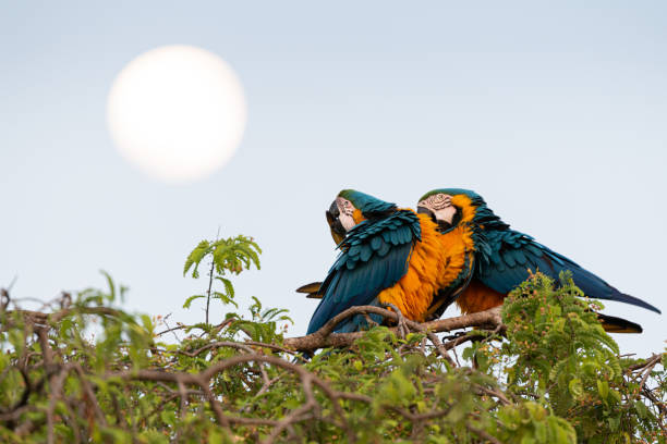 2 macaws parrots sit on a tree top with a full moon background, Pantanal, Brazil. This 2 Macaw parrot image sitting on a treetop with an breathtaking moonlight on a background was taken in the wild Pantanal, Brazil. pantanal wetlands photos stock pictures, royalty-free photos & images