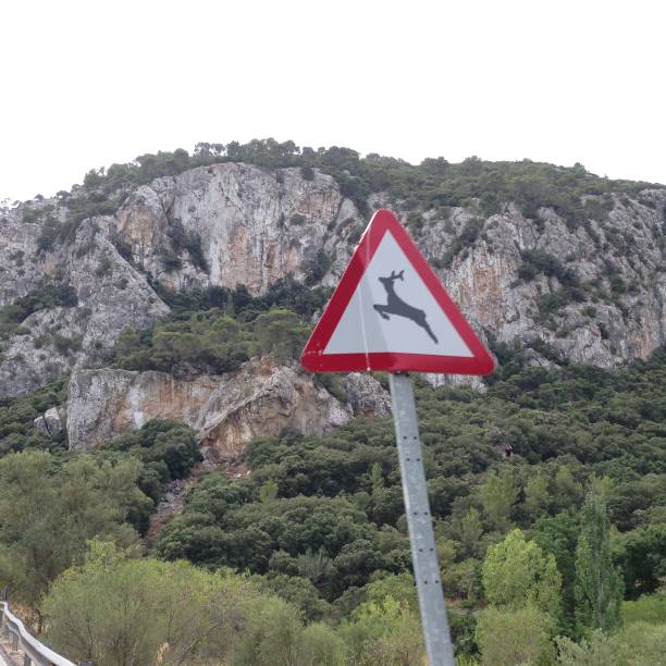 istock animal road sign in mallorca 1227311743