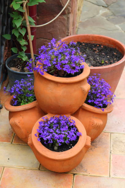 istock Blooming blue lobelia in ceramic vases 1227314130
