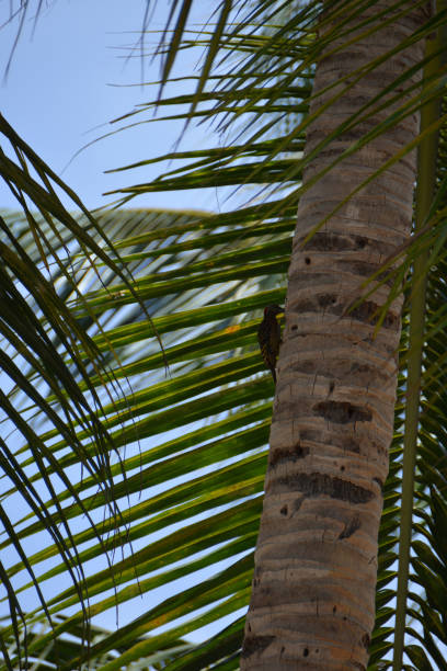 istock small woodpecker on the palm tree trunk 1227316410