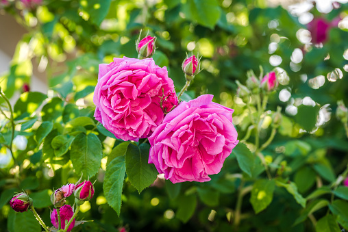 Beautiful pink rose blossoms. Fragrant Buglarian rose Damascena for perfumes.  Rose oil plantation.