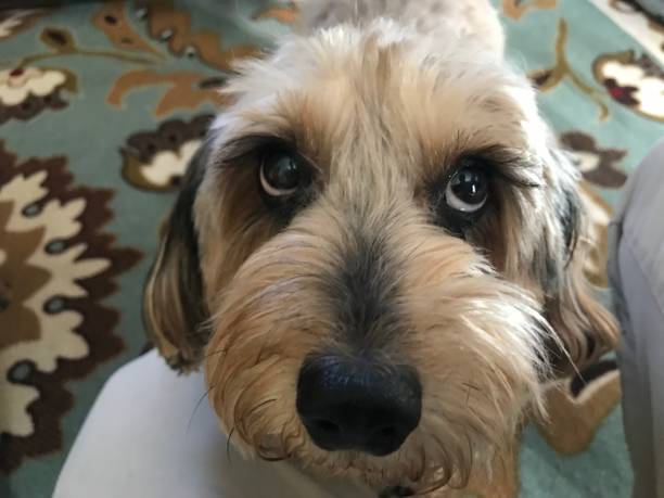 istock Cute dog looking up 1227317654