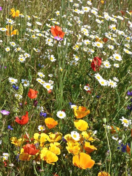 istock Wildflowers - Norfolk, England 1227317946