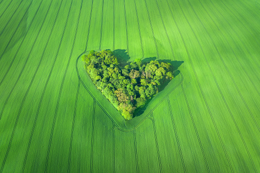 Aerial view of heart-shaped small forest surrounded by wheat field in Poland