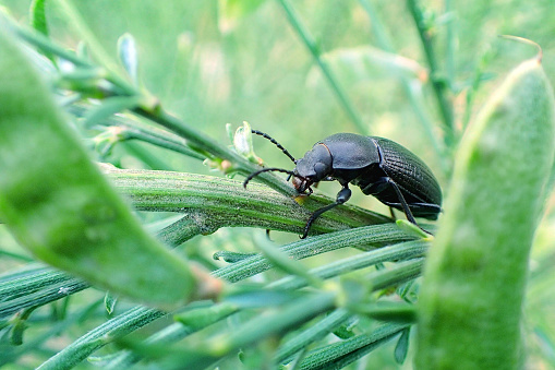 large, black beetle sits in the middle of a green shrub