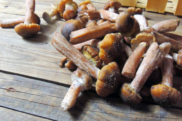 istock mushrooms mushrooms on the board 1227318800
