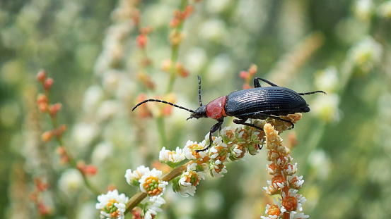 Beetle sits on a branch in the middle of a wildflower meadow