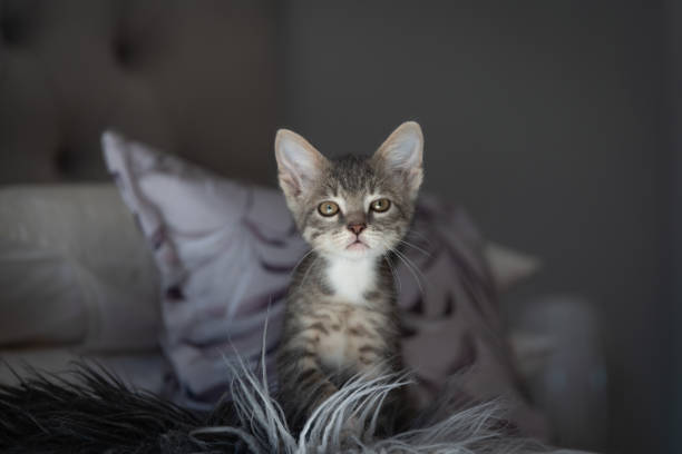 istock Cute furry tabby kitten Playfull 1227318969