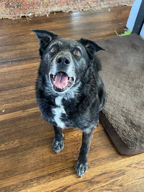 istock Happy dog looking up 1227318990