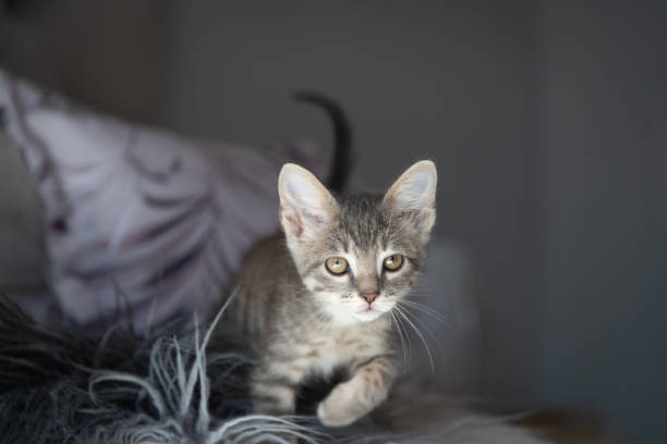 istock Cute furry tabby kitten Playfull 1227319157