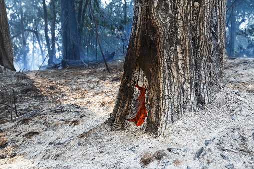 fire still burns inside tree after bushfire