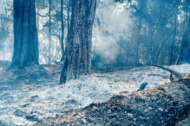istock After rain forest fire disaster is burning caused by humans 1227319373