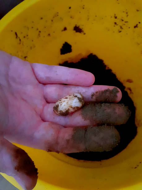 A photograph of a infertile musk turtle egg