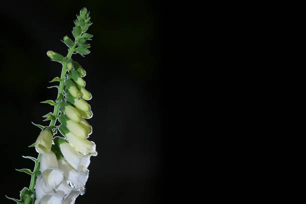 Tokyo,Japan-May 27, 2020: Digitalis or Foxglove flowers on black background