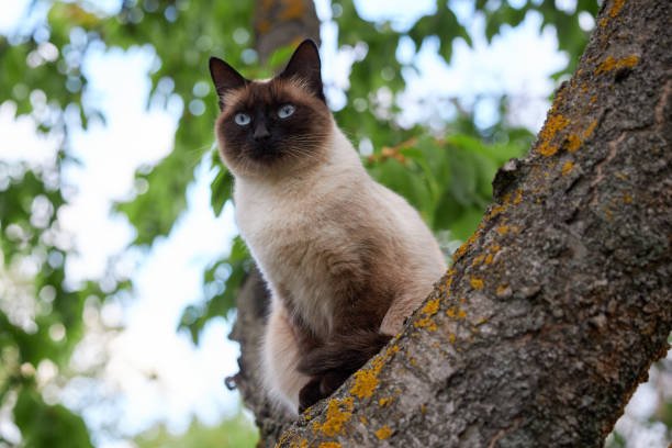 Portrait of a noble Siamese cat sitting on an old tree stock photo