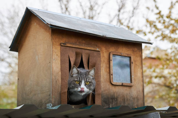 Gray cat sits in his wooden house, sticking his head out and licking his lips stock photo