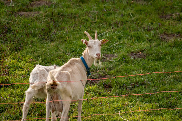 istock Two domestic goats in the fence 1227321010