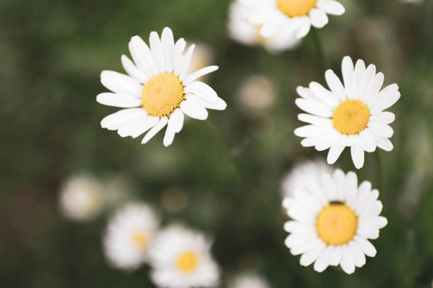 istock white daisies with water drops close up in green grass and blurred background 1227321560