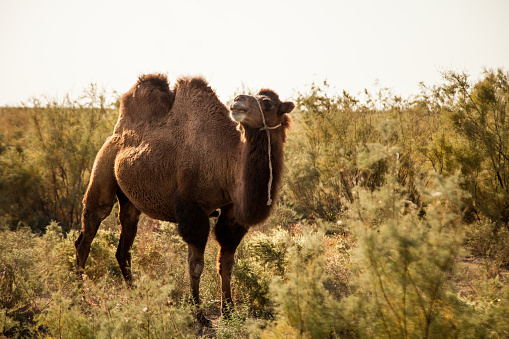 Dromedary Camel in Ourika Valley at Atlas Mountains, Morocco, with people visible in the background.