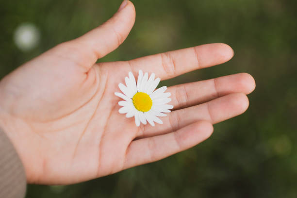 istock one white and a small camomile on the palm close up 1227322235