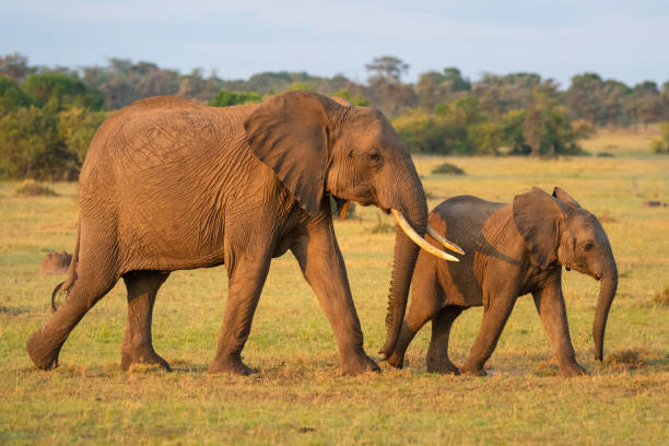 istock African elephant and calf walk across savannah 1227322248
