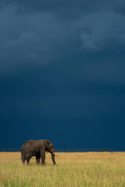 istock African elephant stands in grass under stormclouds 1227322262