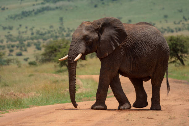 istock African elephant crosses dirt track in sun 1227322275
