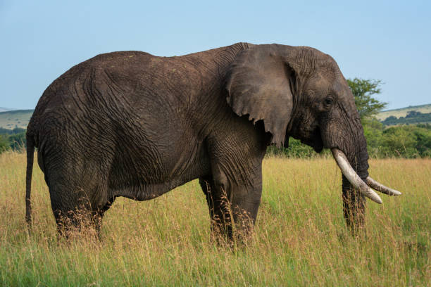 istock African elephant stands still in long grass 1227322309
