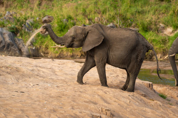 istock African elephant taking sand bath beside river 1227322325