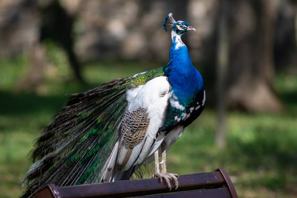 수컷 공작 - close up peacock animal head bird 뉴스 사진 이미지