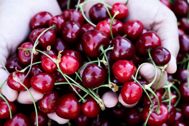 istock man with freshly collected cherries in his hands 1227322495