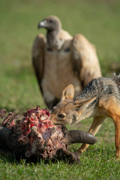 istock Black-backed jackal gnaws carcase while vulture waits 1227322511