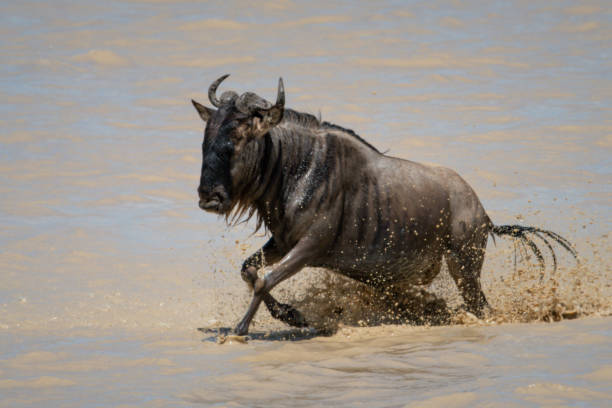 istock Blue wildebeest crosses shallow river in spray 1227322557