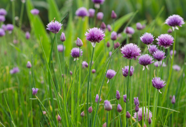 istock Purple Green Onion Flowers 2 1227322587