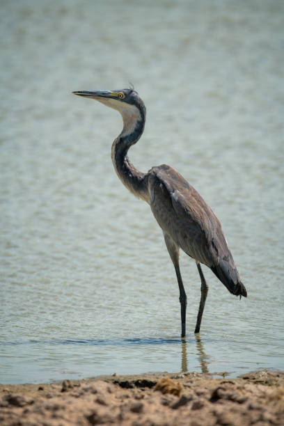 istock Black-headed heron stands in shallows in profile 1227322632