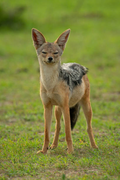 istock Black-backed jackal stands on grass closing eyes 1227322649