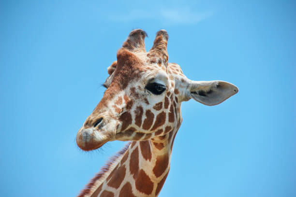 istock Giraffe head with big eyes against blue sky 1227325098