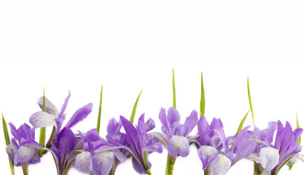 spring summer purple and blue flowers of Siberian irises stock photo