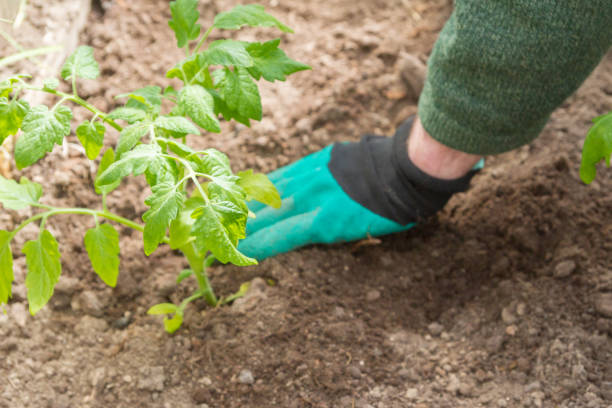 istock Tomato seedlings are planted in a greenhouse 1227325821